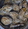 鲜京采 鲜活生蚝2XL 净重4斤 14-17只 鲜活到家 源头直发 年货送礼 实拍图