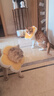 华元宠具（hoopet）猫咪伊丽莎白圈幼猫项圈宠物狗狗圈颈圈脖圈头套犬耻辱圈防舔头罩 实拍图