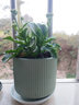 陶瓷花盆绿植盆栽亚光北欧风简约花盆大号桌面绿植盆送塑料托盘 绿色 中号（13*13*12.3） 实拍图