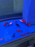 宠翰 石英纳米细菌屋水族底滤石英纳米硝化细菌屋鱼缸净水过滤材料 实拍图