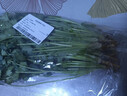 带根香菜100g 实拍图
