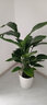 植男植女天堂鸟盆栽客厅室内好养大型绿植办公室乔迁开业鹤望兰源头直发 实拍图