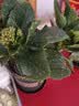 沭之美长寿花绿植花卉阳台盆栽四季开花绿植变色龙源头直发 实拍图