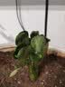 新品沙漠玫瑰重瓣大花浓香型多肉月季花植物四季易活懒人好养清仓 【重瓣3-5色】8年苗1盆/原土原盆【包成活】 实拍图