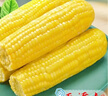 玉米神水果甜玉米棒8根1800g/3.6斤甜嫩新鲜开袋即食真空装低脂东北粗粮 实拍图