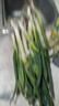 2025头茬大葱原汁原味正宗精品铁杆大葱农家现挖现发新鲜脆嫩 带脏皮去半叶带箱3斤装 实拍图