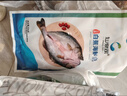 仙泉湖三去白蕉海鲈鱼1斤/条净膛冷冻刺少肉厚珠海特产500g生鲜年货食材 实拍图