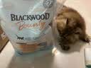 Blackwood黑林珀萃美国原装进口猫粮鸡肉三文鱼营养健肤美毛猫粮 【热销】无谷三文鱼虹鳟3磅/1.36kg【效期至2027.5】 全价全阶段全猫粮 实拍图