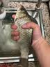 惊浪短节鱼竿2.4m碳素轻硬溪流竿小物竿28调钓鱼竿手竿儿童鱼竿鲫鱼杆 实拍图