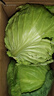 高原夏菜新鲜包菜卷心菜绿甘南菜甘蓝圆白菜时令蔬菜健康营养早餐 1.5斤-2斤高端标准菜 实拍图