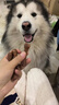 GERTHRON德国品牌狗狗磨牙棒宠物零食耐咬幼犬小型犬泰迪狗狗洁齿骨除口臭 60根*2袋 牛肉味 骨头洁齿骨【肉香四溢 拒绝添加】 营养美味 训犬必备 磨牙健齿 耐啃耐咬 清新口气 实拍图