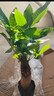 ⭐【包活】发财树盆栽鲜花绿植物办公室内吸甲醛绿萝文竹水培易养 【粗2-3cm】单杆发财树【原盆】 实拍图