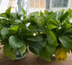 双盟绿萝盆栽除甲醛花卉绿植办公室新房净化空气 120款10盆源头直发 实拍图