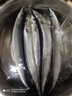 深海秋刀鱼 新鲜海捕船冻锁鲜无冰日式料理海鲜烧烤食材 生鲜鱼类 海捕秋刀鱼4斤（5-7条/斤） 实拍图