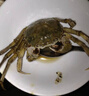 陆龙海诺大醉蟹酱螃蟹毛蟹更好口感即食生腌大闸蟹醉河蟹冷冻海鲜水产 [冷冻]偏淡1680g海诺醉蟹约10只 实拍图