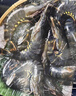 京东超市 海外直采单冻黑虎虾 净重2斤(31-40只/盒) 大虾烧烤火锅自营海鲜 实拍图