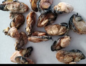 万景 北海生蚝干 净重250g 牡蛎干蚝豉 煲汤煮粥 海鲜年货 源头直发 实拍图