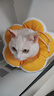 华元宠具（hoopet）猫咪伊丽莎白圈幼猫项圈宠物狗狗圈颈圈脖圈头套犬耻辱圈防舔头罩 实拍图