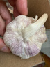 静益乐源山东紫皮蒜大蒜干大蒜蔬菜批发干蒜自种大蒜种子多瓣蒜当季蔬菜 【中果45mm】精品大蒜2斤 精选今年大蒜 实拍图