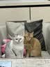 HOUYA猫窝狗窝小型犬猫咪秋冬保暖封闭式猫屋睡觉垫玩睡一体 实拍图