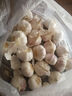 京鲜生山东金乡大蒜带皮新鲜干蒜净重1.8斤单果5.5-6cm 源头直发包邮 实拍图