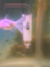 松宝（sobo）鱼缸过滤器内置三合一过滤增氧系统水族箱养鱼循环水泵氧气泵 15W 实拍图