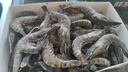 鲜京采 特大号福建活冻黑虎虾 净重3斤 30-45只/盒  年货送礼 油焖大虾 实拍图