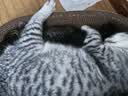 凯锐思猫粮幼猫猫粮1-12月奶糕助力免疫鲜肉冻干双拼幼猫粮 【4-12月助力免疫】经典鱼肉味 10kg（送30支猫条） 实拍图