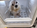 霍曼宠物智能烘干箱猫咪烘干机狗狗吹风机宠物吹水机SD80 实拍图