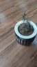 迷迭香苗盆栽可食用驱蚊植物香草薄荷苗绿植物室内煎牛排水培花卉 迷迭香原盆土一盆 盆径约12cm 含盆高约25cm 实拍图