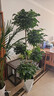 叹为观止 大型盆栽 单杆辫子发财树天堂鸟绿萝散尾葵办公室内开业乔迁礼品 五层幸福树1.8--2米【菱形盆】 含盆 实拍图