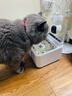 小甜橙猫咪饮水机无线不插电宠物饮水机流动水自动循环饮水器猫狗 实拍图