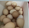 德青源可生食富硒叶黄素鲜鸡蛋30枚1.5kg 无抗生素  家庭年货礼盒 实拍图