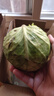 高原夏菜新鲜包菜卷心菜绿甘南菜甘蓝圆白菜时令蔬菜健康营养早餐 1.5斤-2斤高端标准菜 实拍图