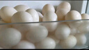 均鲜新鲜土鸽子蛋杂粮喂养农家特产白鸽蛋信鸽蛋孕妇宝宝年货节礼盒装 30枚450g左右精选初生宝宝鸽蛋 实拍图