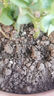 优质田园土泥土黑土盆栽通用种菜专用土种植土壤种树养花土 田园黑土5斤 实拍图