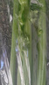 有机汇有机西芹 榨汁西芹有机芹菜汁出汁率高 有机种植无农残 新鲜采摘 2500g 实拍图