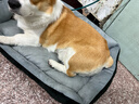 憨憨乐园 狗窝猫窝L号25斤内宠物房子狗狗泰迪垫子狗屋四季小狗窝床用品 实拍图