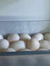 均鲜新鲜土鸽子蛋杂粮喂养农家特产白鸽蛋信鸽蛋孕妇宝宝年货节礼盒装 30枚610g左右精选鲜鸽蛋 实拍图