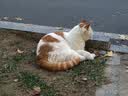 福摩（Fromm）无谷全家禽猎鸟配方猫粮 4磅(1.81kg)  适口性佳 实拍图