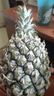 广东徐闻香水菠萝新鲜水果生鲜热带孕妇水果整箱包邮 2个装 净重3-3.5斤 单果650g起 实拍图
