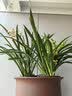 朵朵棉内衣女茉莉花香10A级抑菌小胸聚拢无钢圈文胸 凝脂肤 L码 实拍图