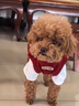 汤尼熊狗狗衣服秋冬无袖保暖毛衣雪纳瑞泰迪比熊保暖背心小型犬猫衣服 保暖加厚毛衣【红色-单耳小狗】 XS丨背长22胸围33建议2-3斤 实拍图