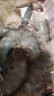 万景国产大虾 盐冻北海白虾(大号) 80-100只净重4斤 聚餐 海鲜年货 实拍图