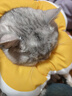 华元宠具（hoopet）猫咪伊丽莎白圈项圈宠物狗狗圈耻辱圈颈圈脖圈头套犬防舔头罩头套 实拍图