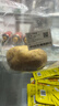 土豆约1kg 实拍图