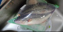 鲜活冲浪河鲈鱼400-500g/条 实拍图