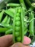 中鲜生 云南新鲜豌豆 甜豌豆新鲜蔬菜现摘豆角 3斤装 实拍图
