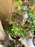 双盟绿萝盆栽除甲醛花卉绿植办公室新房净化空气180加仑4盆装源头直发 实拍图