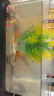 宠街坊鱼缸桌面小型金鱼缸PET鱼缸一体缸透明生态乌龟缸客厅家用送礼 实拍图